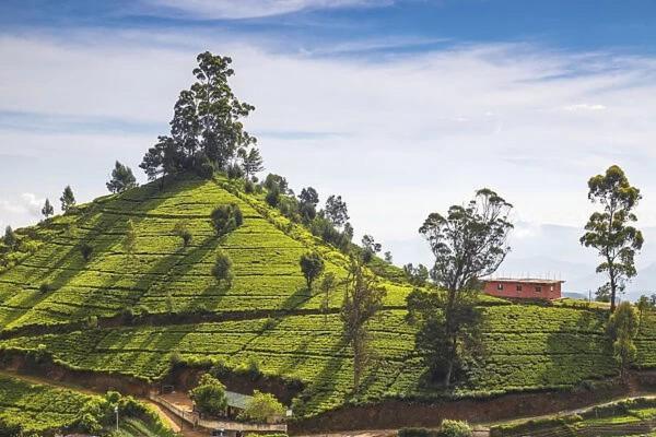 Green Mount View Two Bed Room Apartment Nuwara Eliya Esterno foto