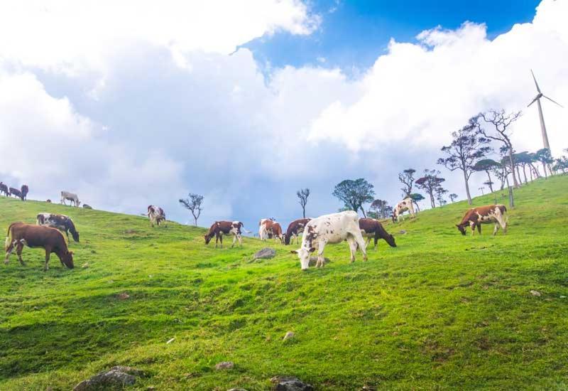 Green Mount View Two Bed Room Apartment Nuwara Eliya Esterno foto
